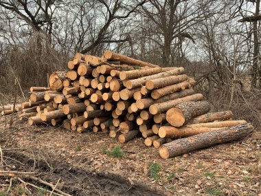 Ormanda bir odun yığını. Kesilen ağaçlar aynı yığının üzerinde yatıyor. Yuvarlak kütükler, kereste. Ateş ve ısıtma için malzeme..