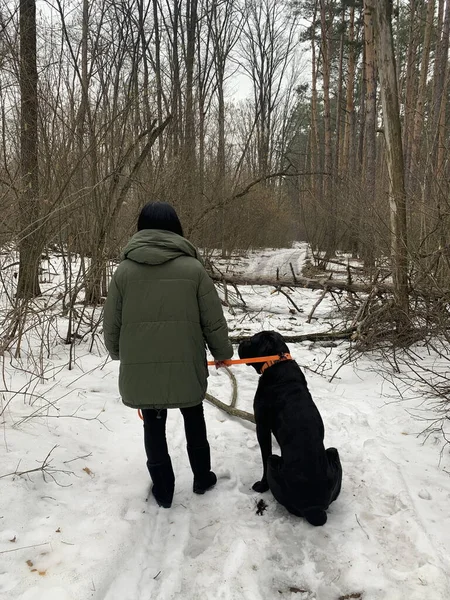 Woman Dog Walk Winter Forest Back View Girl Holding Large — Stock Photo, Image