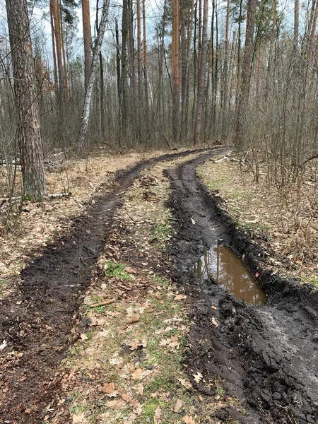 A large puddle on the road in the forest. Stagnant water on a forest path. Swamp on a dirt road in the countryside.