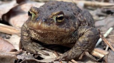 Ormandaki büyük kurbağa, yakın plan. Bataklık kurbağası oturur ve nefes alır. Büyük kahverengi amfibi (bufonidae). Baharda vahşi yaşam.