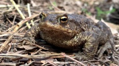 Ormandaki büyük kurbağa, yakın plan. Bataklık kurbağası oturur ve nefes alır. Büyük kahverengi amfibi (bufonidae). Baharda vahşi yaşam.