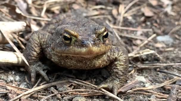 Ormandaki Büyük Kurbağa Yakın Plan Bataklık Kurbağası Oturur Nefes Alır — Stok video