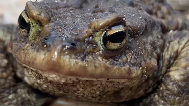 Grote Kikker Het Bos Close Een Moeraspad Zit Ademt Grote — Stockvideo