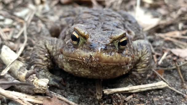 Grote Kikker Het Bos Close Een Moeraspad Zit Ademt Grote — Stockvideo