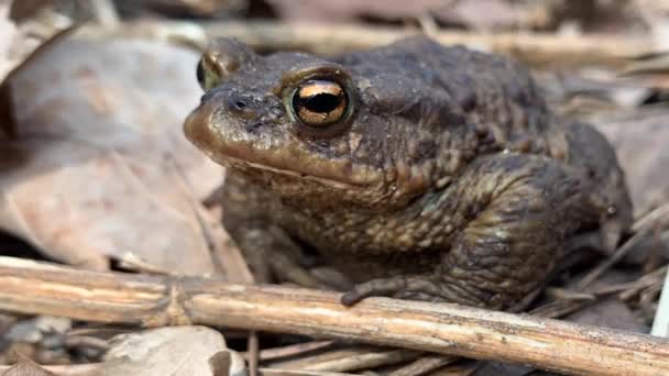 Grote Kikker Het Bos Close Een Moeraspad Zit Ademt Grote — Stockvideo