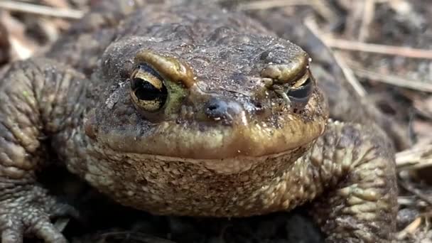 Grote Kikker Het Bos Close Een Moeraspad Zit Ademt Grote — Stockvideo