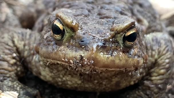 개구리 두꺼비가 양서류 Bufonidae — 비디오