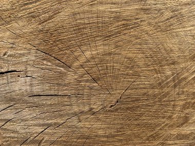 Çatallı yaşlı ağaç kütüğü. Ağaç gövdesinin çapraz kesimi, ağaç yapısı, yıllık halkalar. Arkaplan dokusu: daimi meşe ağacı.