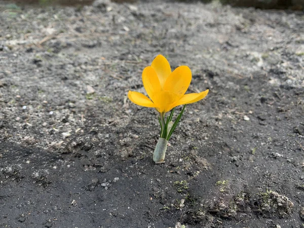 A small yellow flower emerges from the ground. Sprout of spring young flower in the ground. Lonely plant in the soil.