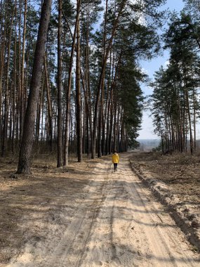 Ormandaki çam ağaçlarının arka planında bir çocuk. Uzun ağaçların arasında bir genç. Bir çocuk ormanda tek başına yürüyor..