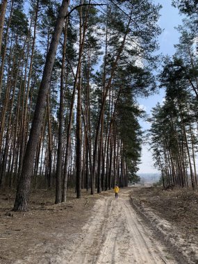 Ormandaki çam ağaçlarının arka planında bir çocuk. Uzun ağaçların arasında bir genç. Bir çocuk ormanda tek başına yürüyor..