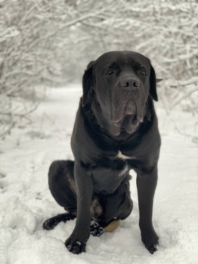 Ormandaki karda büyük bir köpek oturur. Kış parkında Cane Corso cinsinin kara köpeği. Sahibini bekleyen hayvanlar.