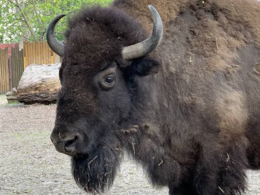 Büyük bufalo, yakın plan portre. Boynuzlu bir bufalo çitin arkasında duruyor. Hayvanat bahçesindeki büyük boynuzlu hayvan..