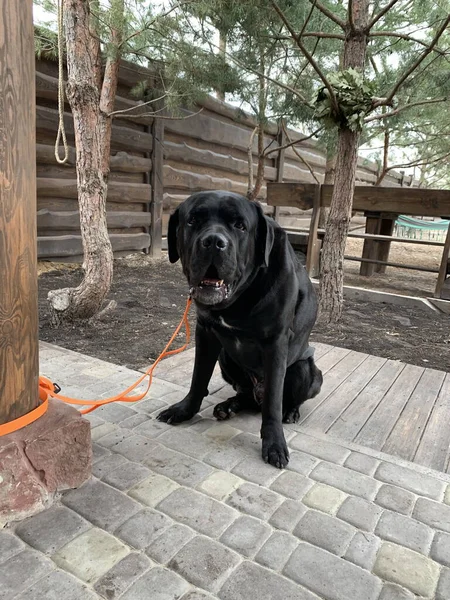 大きな犬は綱の上に座っている 庭はケインCorso品種の黒い犬に守られています ペットは所有者を待っている — ストック写真