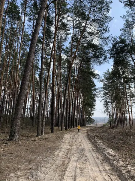 Ormandaki çam ağaçlarının arka planında bir çocuk. Uzun ağaçların arasında bir genç. Bir çocuk ormanda tek başına yürüyor..