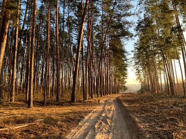 Drzewa Pod Błękitnym Niebem Widok Dołu Wysokie Sosny Wiosennym Lesie — Zdjęcie stockowe