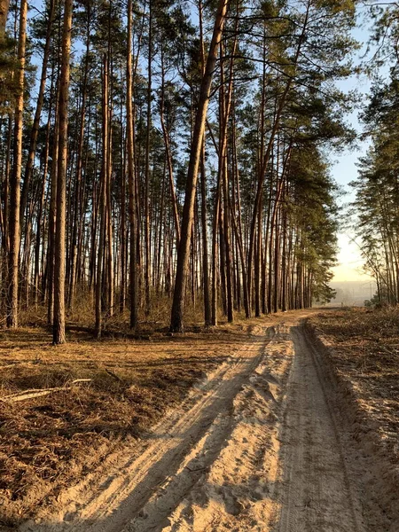 Drzewa Pod Błękitnym Niebem Widok Dołu Wysokie Sosny Wiosennym Lesie — Zdjęcie stockowe