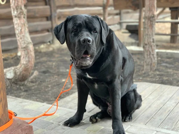 Большая Собака Сидит Поводке Двор Охраняется Чёрной Собакой Породы Кане — стоковое фото