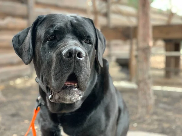 Cagnone Seduto Guinzaglio Cortile Custodito Cane Nero Della Razza Cane — Foto Stock