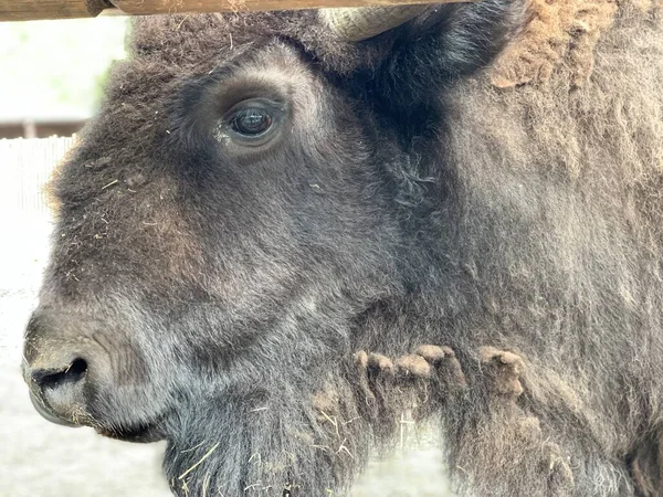 Grote Buffel Close Portret Een Gehoornde Buffel Staat Achter Een — Stockfoto