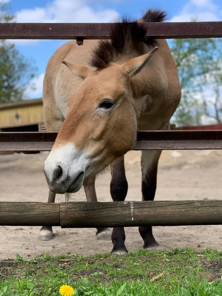 動物園の柵の後ろに馬 庭を散歩するためのサラブレッドの馬 大規模なペットフード付き — ストック写真