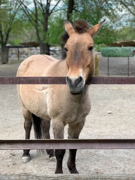 Caballo Detrás Valla Zoológico Caballo Pura Sangre Para Dar Paseo —  Fotos de Stock