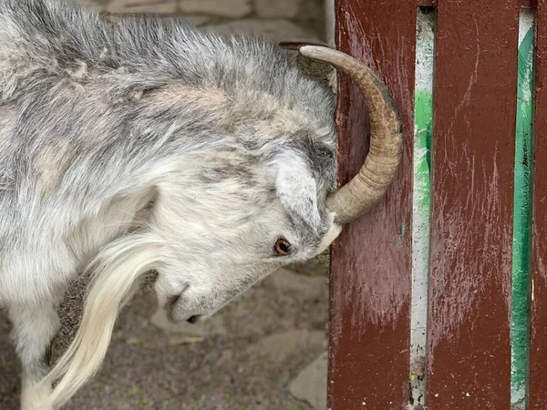 Duży Rogaty Kozioł Zbliżenie Koza Odwraca Głowę Boki Krajowe Zwierzę — Zdjęcie stockowe