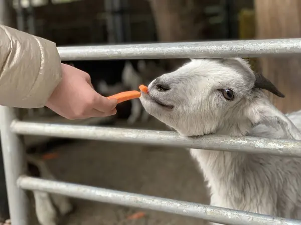 Het Hoofd Van Geit Kijkt Uit Omheining Geit Draait Zijn — Stockfoto