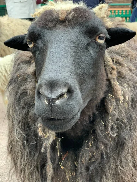 Büyük Koyunlar Yakın Plan Portre Koyun Kederli Gözlerle Bakıyor Evcil — Stok fotoğraf
