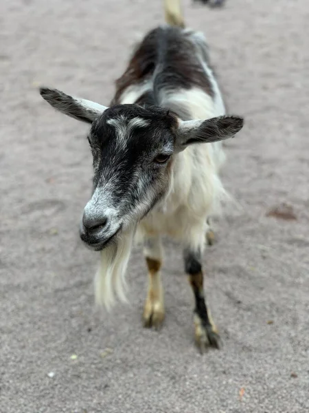 Grote Schapen Close Portret Het Schaap Kijkt Met Klagende Ogen — Stockfoto