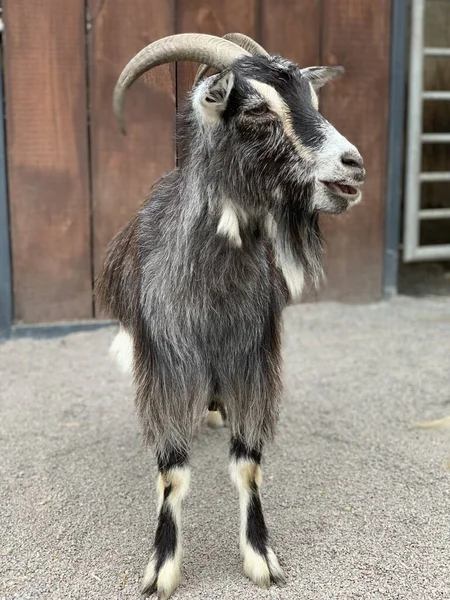Large Horned Goat Close Goat Turns Its Head Sides Domestic — Stock Photo, Image