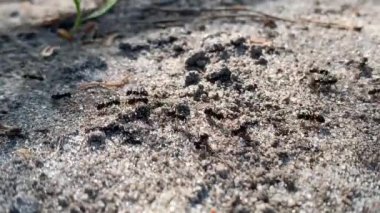 Küçük beyaz bir kuma yakın çekim