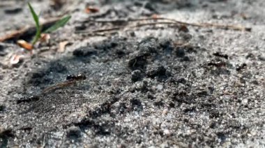 Beyaz arka planda küçük, kahverengi ve siyah karıncalar. Kapat..