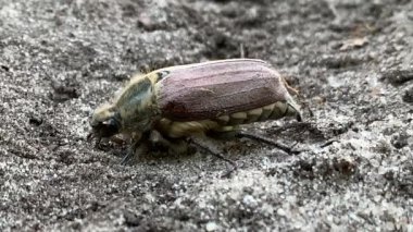 Yerde bir salyangozun yakın çekimi.