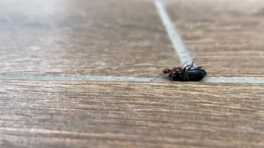 Orman karıncaları bir böcek çekiyor, yakın plan. Karınca çok fazla ağırlık kaldırır. Böcek yemi.. 