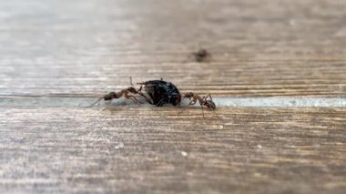 Orman karıncaları bir böcek çekiyor, yakın plan. Karınca çok fazla ağırlık kaldırır. Böcek yemi.. 