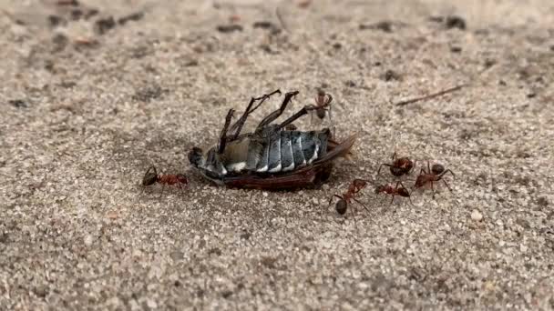 개미들이 가까이 딱정벌레를 잡아당기고 있습니다 개미는 무게를 올리죠 곤충의 — 비디오
