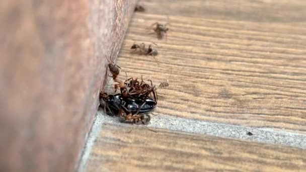 Waldameisen Ziehen Einen Käfer Aus Nächster Nähe Die Ameise Hebt — Stockvideo