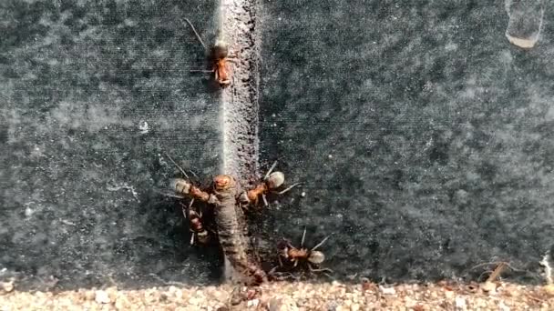 Skogsmyrorna Släpar Efter Larv Närbild Myran Lyfter Mycket Vikt Insektsfoder — Stockvideo