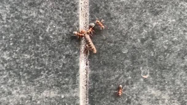 Leśne Mrówki Ciągną Gąsienicę Bliska Mrówka Podnosi Dużo Ciężaru Żywność — Wideo stockowe