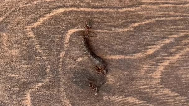 Orman Karıncaları Bir Tırtılı Sürüklüyor Yakın Plan Karınca Çok Fazla — Stok video