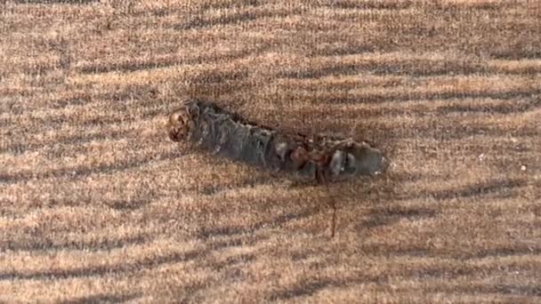 Μυρμήγκια Του Δάσους Σέρνουν Μια Κάμπια Από Κοντά Μυρμήγκι Σηκώνει — Αρχείο Βίντεο