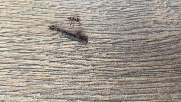 Formigas Floresta Estão Arrastar Uma Lagarta Perto Formiga Levanta Muito — Vídeo de Stock