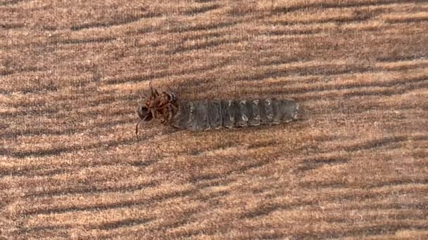 Skogsmyrorna Släpar Efter Larv Närbild Myran Lyfter Mycket Vikt Insektsfoder — Stockvideo