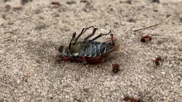 Waldameisen Ziehen Einen Käfer Aus Nächster Nähe Die Ameise Hebt — Stockvideo
