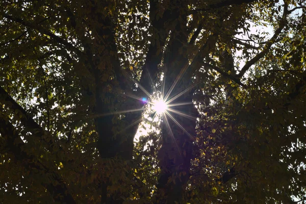 Soleil Brille Travers Les Arbres — Photo