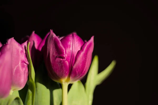 Tulipanes en negro — Foto de Stock