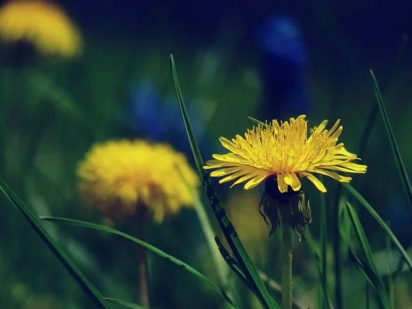 Paardebloem — Stockfoto