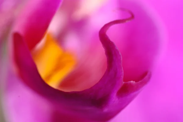 Paarse orchid macro — Stockfoto