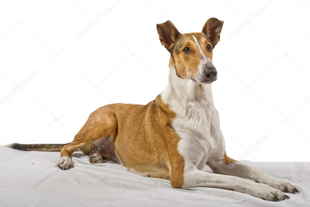 Female pure breed golden smooth (short haired) collie lying on the blanket with isolated background